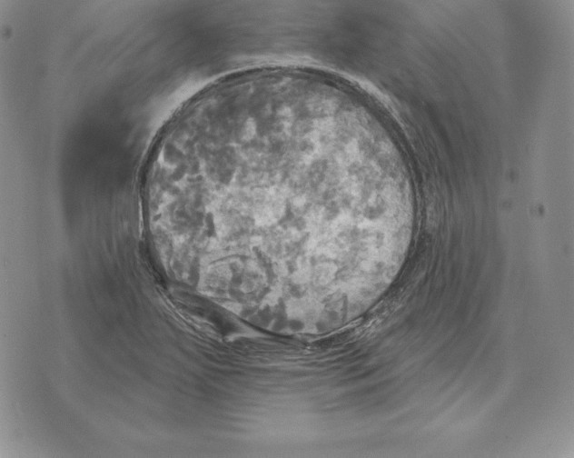 X0000070361271200606301822