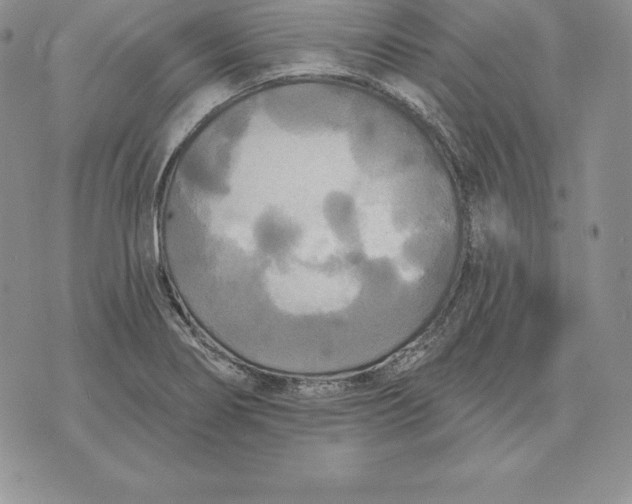 X0000070361274200606301822