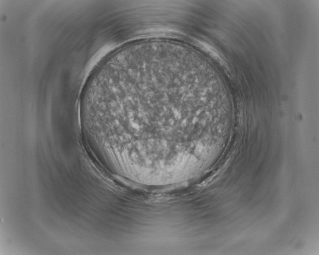 X0000070361275200606301822