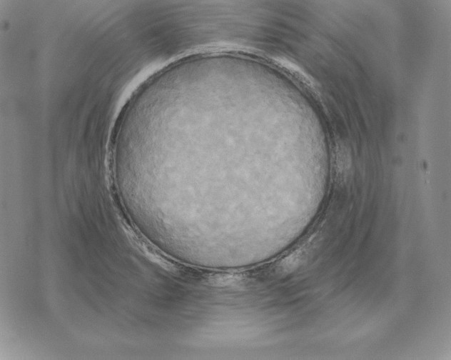 X0000070361278200606301821