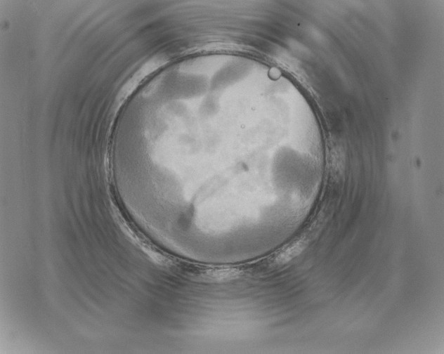 X0000070361282200606301821