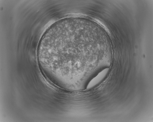 X0000070361283200606301821