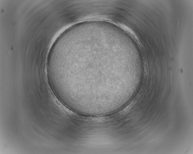 X0000070361288200606301821