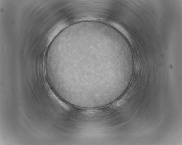 X0000070361290200606301821