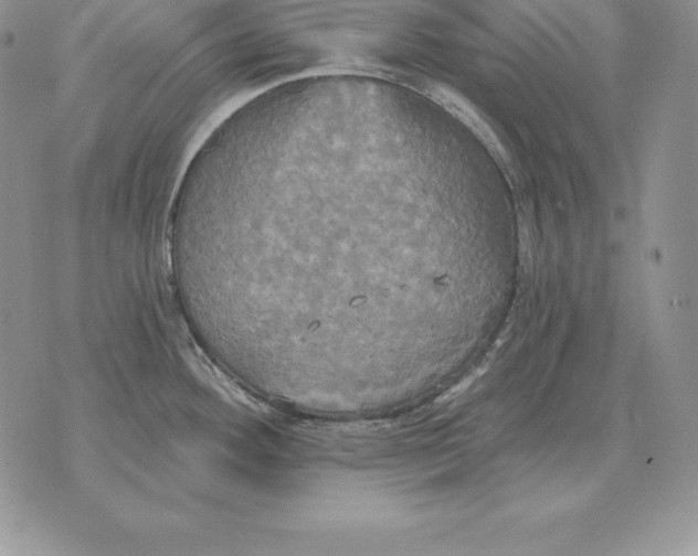 X0000070361292200606301821