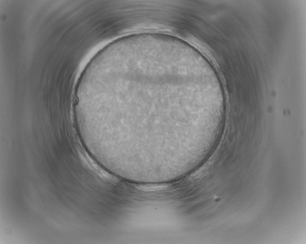 X0000070361296200606301821