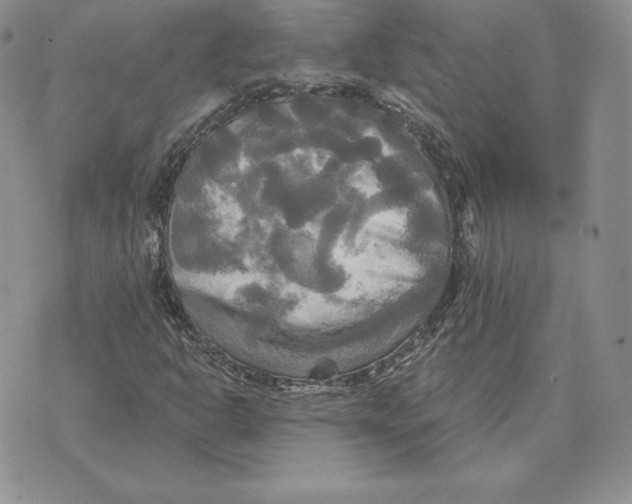 X0000070361302200606301820