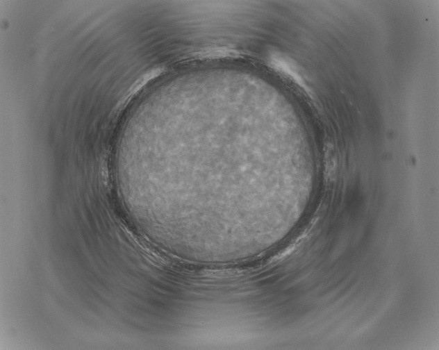 X0000070361305200606301821