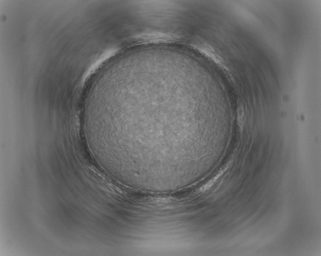 X0000070361309200606301821