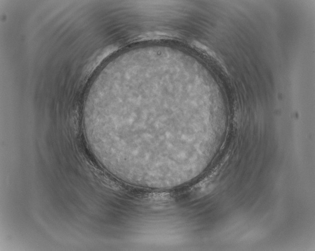 X0000070361313200606301821