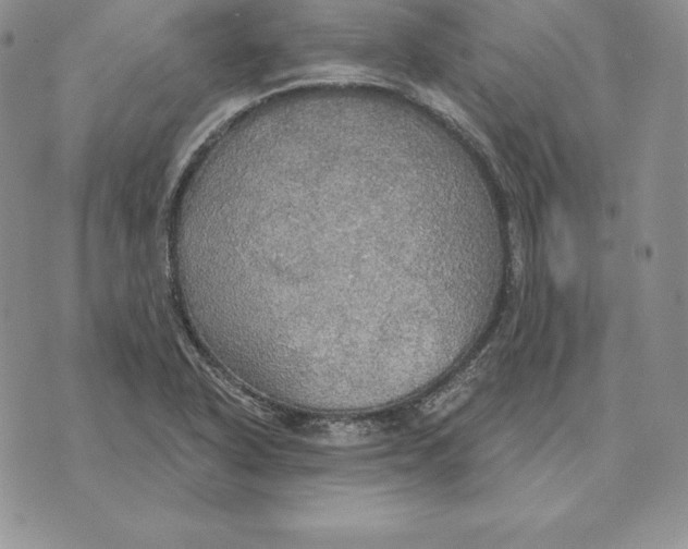 X0000070361318200606301821