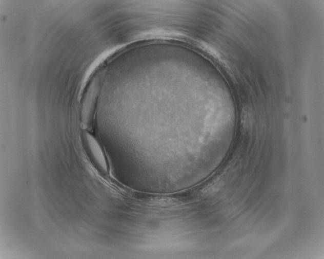 X0000070361323200606301821