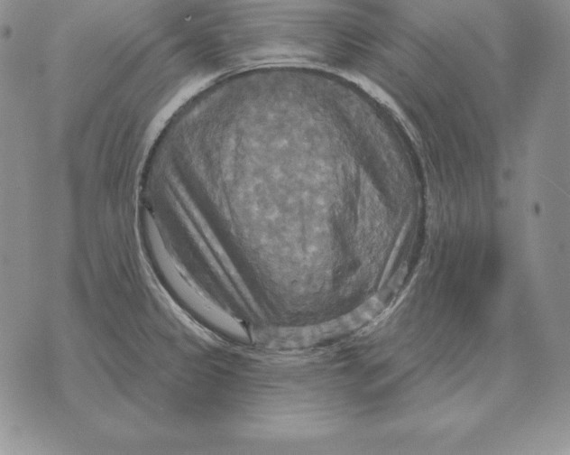 X0000070361333200606301821