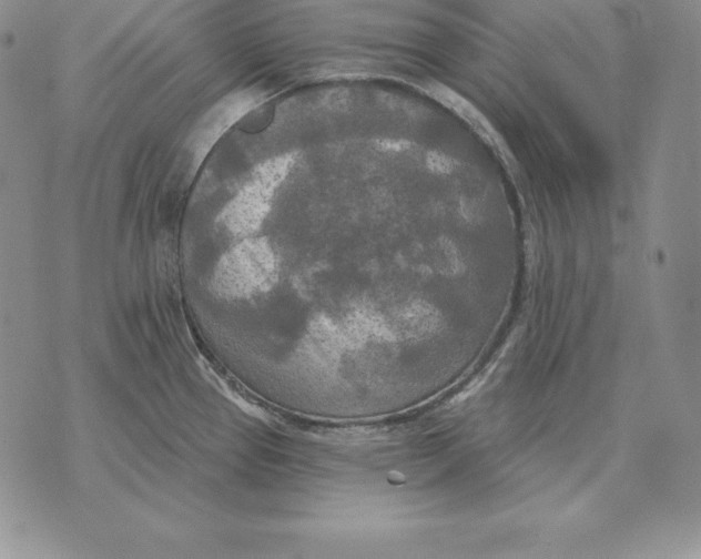 X0000070361337200606301821