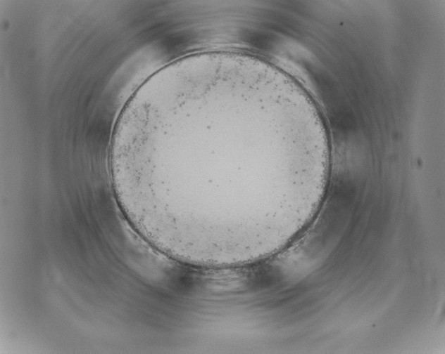 X0000070361338200606301821