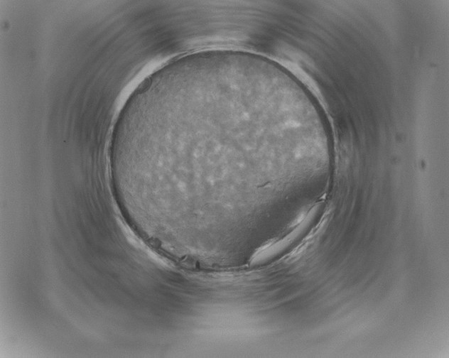 X0000070361341200606301821