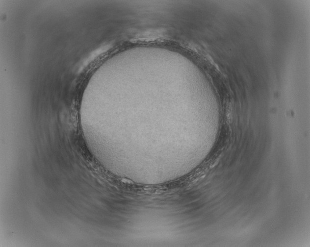 X0000070361350200606301820