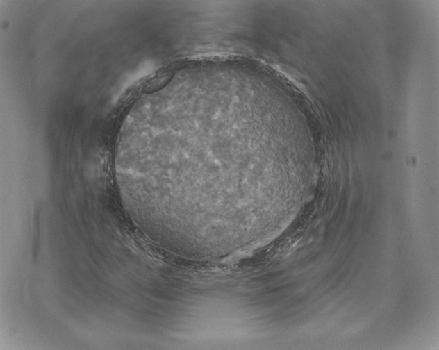 X0000070361351200606301820