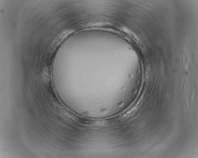 X0000070361353200606301820