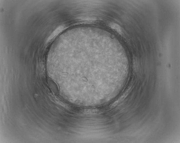 X0000070361354200606301820