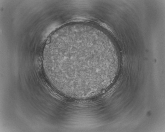 X0000070361355200606301820