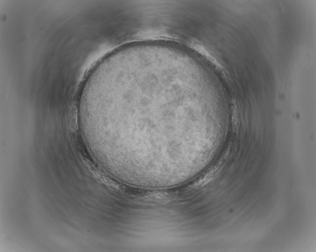 X0000070361358200606301820