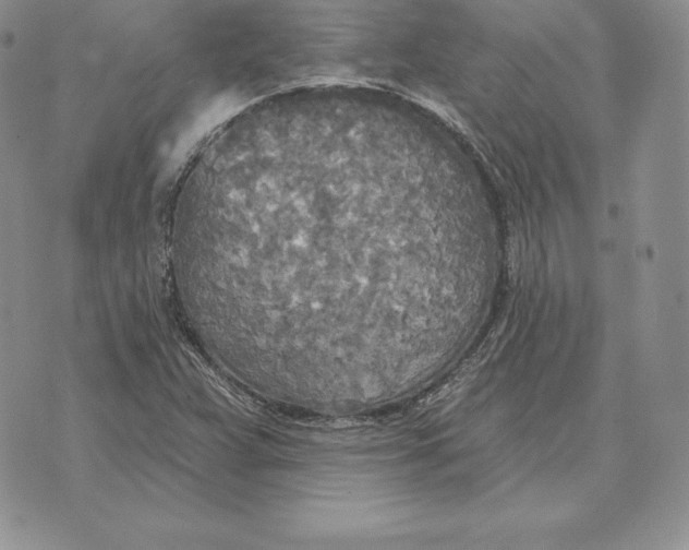 X0000070361359200606301820