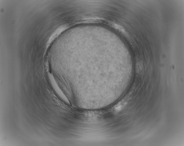 X0000070361362200606301820