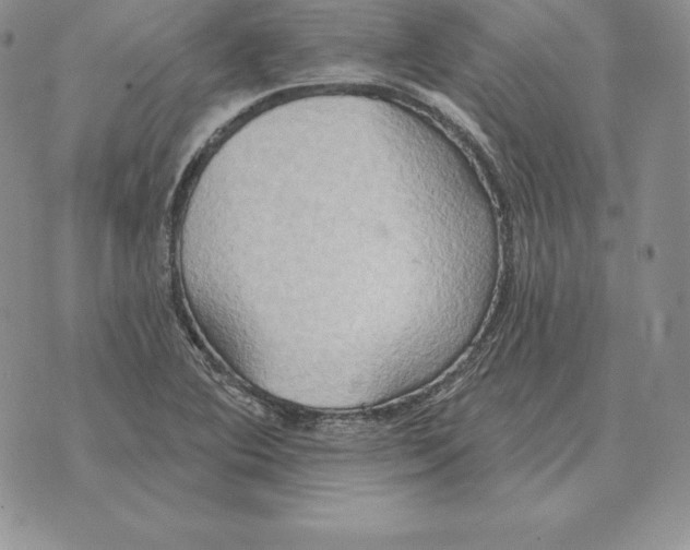 X0000070361364200606301820