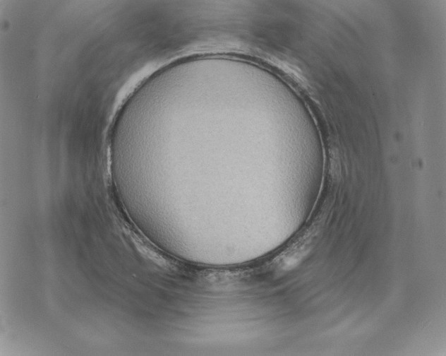 X0000070361366200606301820