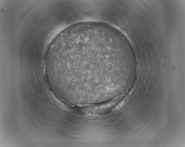 X0000070361367200606301820