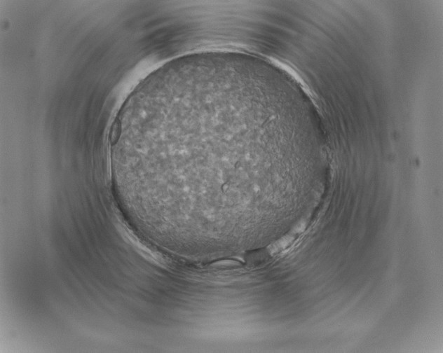 X0000070361371200606301820