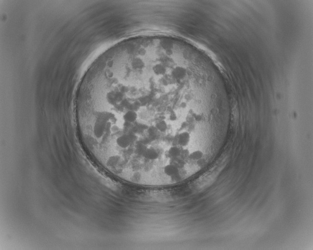 X0000070361375200606301820