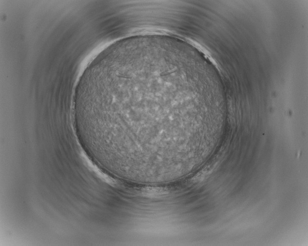 X0000070361379200606301820