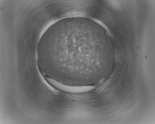 X0000070361383200606301820