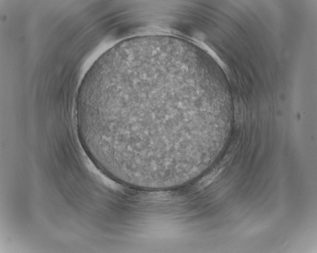 X0000070361387200606301820