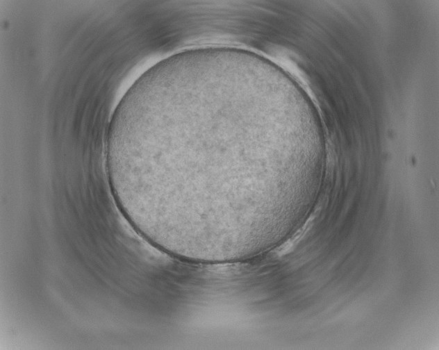 X0000070361390200606301820