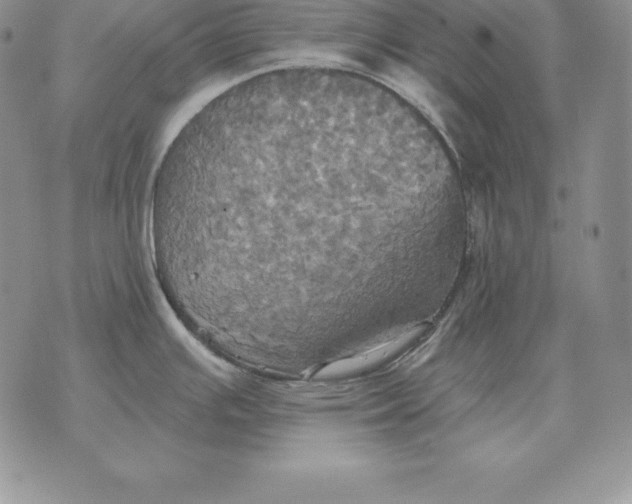 X0000070361391200606301820