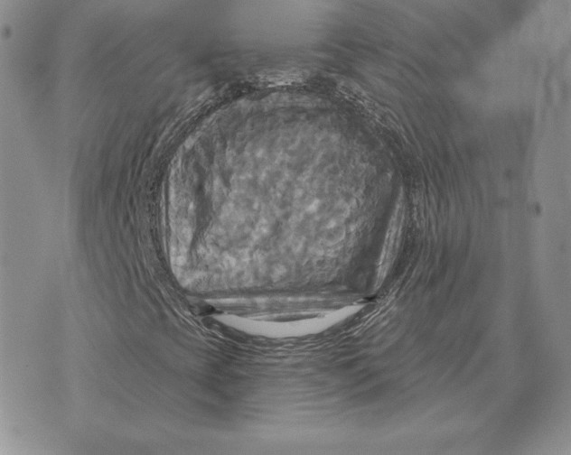 X0000070361393200606301819