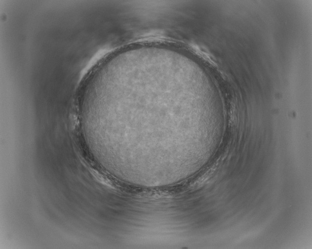 X0000070361400200606301819