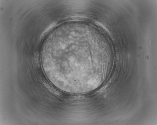 X0000070361403200606301819