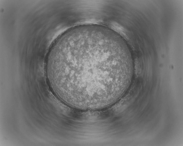 X0000070361404200606301819