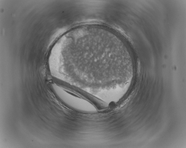 X0000070361405200606301819