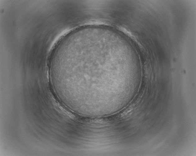 X0000070361408200606301819