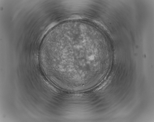 X0000070361409200606301819