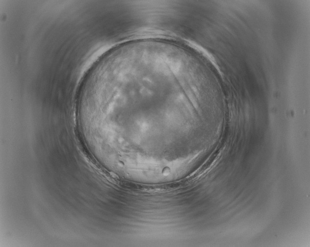 X0000070361415200606301819