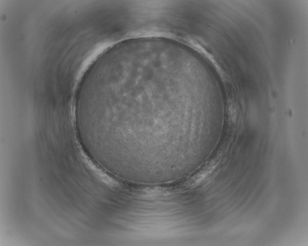 X0000070361416200606301819