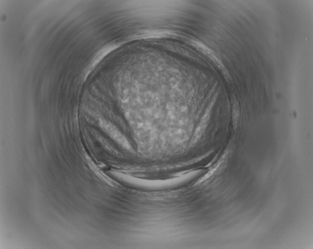 X0000070361417200606301819