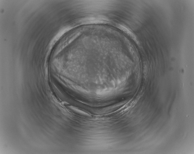 X0000070361419200606301819