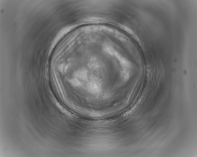 X0000070361421200606301819